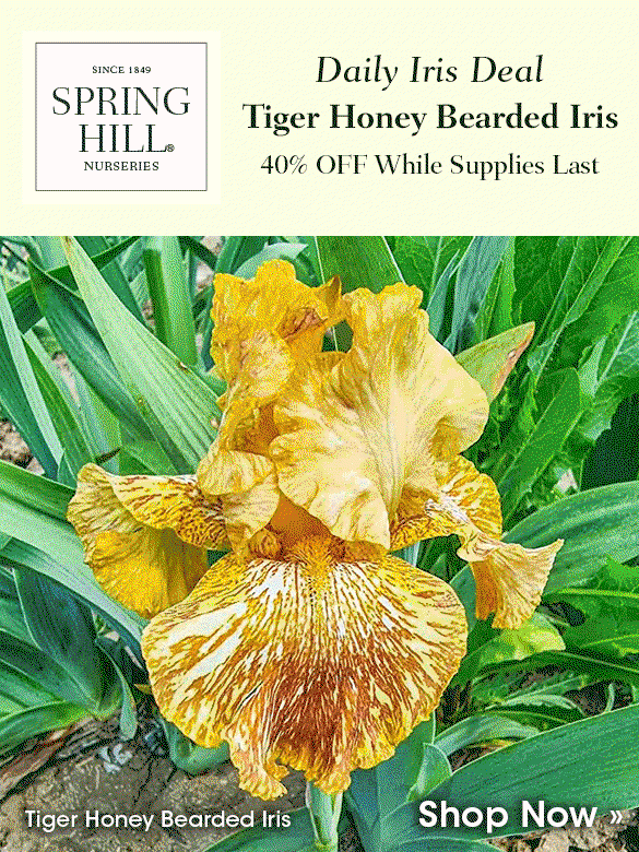 Daily Iris Deal: Lest We Forget at 40% OFF