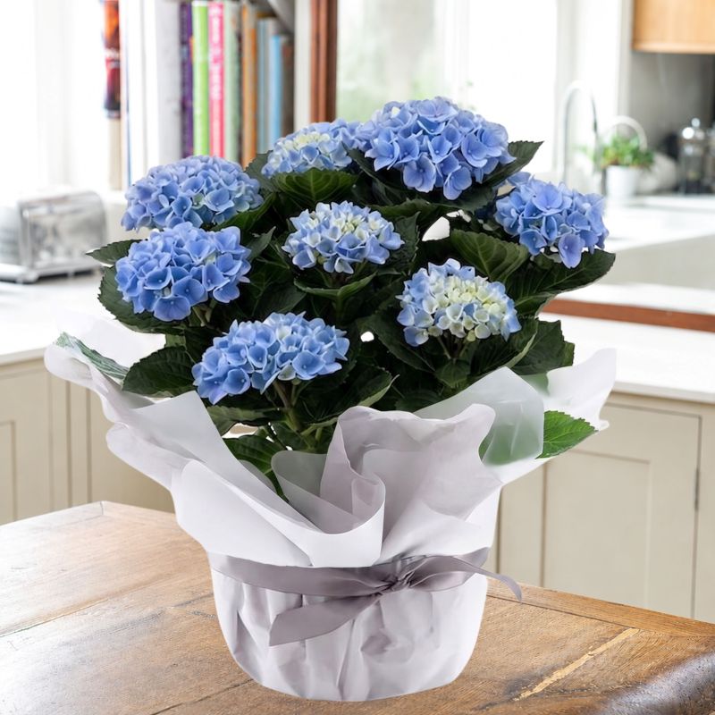 Image of Gift Wrapped Blue Hydrangea Plant (30cm)