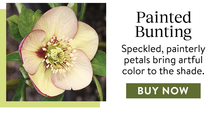 Painted Blunding, Hellebore