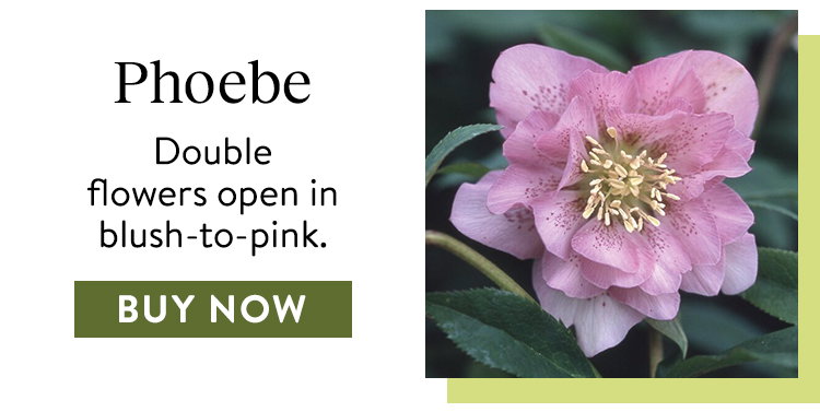 Phoebe, Hellebore