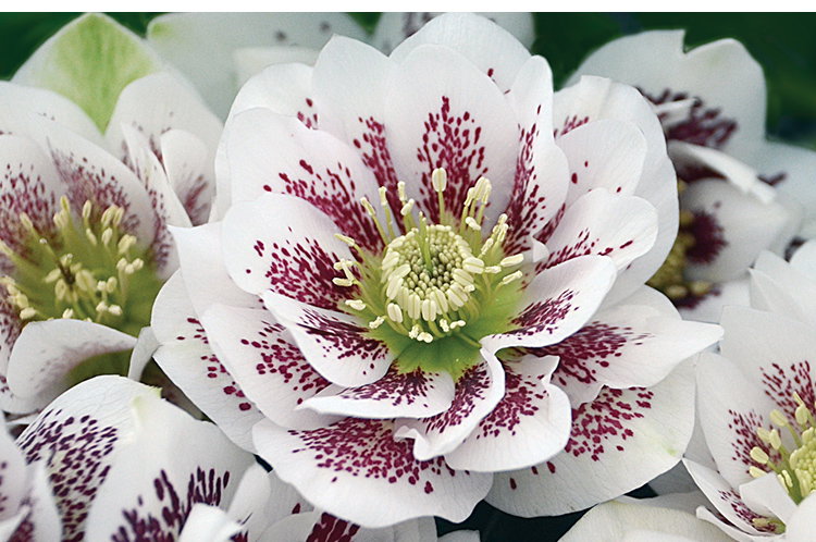 Wedding Party Confetti, Cake Hellebore