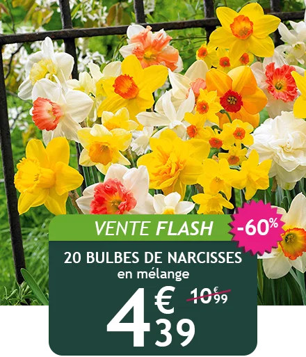 Narcisses en mélange