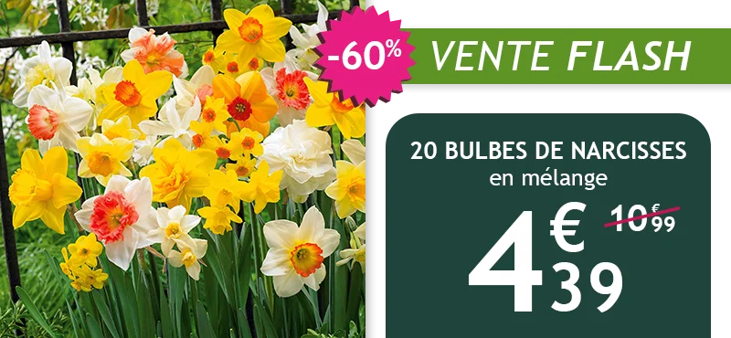 Narcisses en mélange