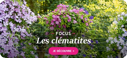 Focus clématites