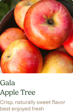 Gala Apple Tree
