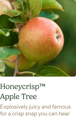 Honeycrisp Apple Tree