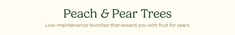 Peach & Pear Trees