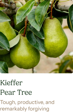 Kieffer Pear Tree