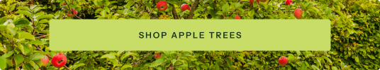 Shop Apple Trees