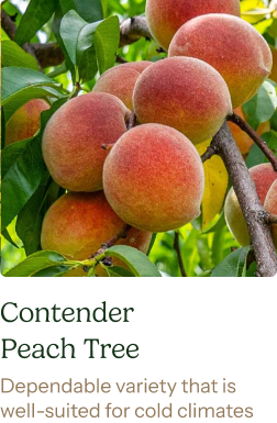 Contender Peach Tree