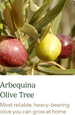 Arbequina Olive Tree