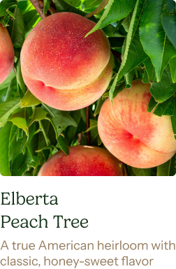 Elberta Peach Tree