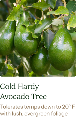 Cold Hardy Avocado Tree