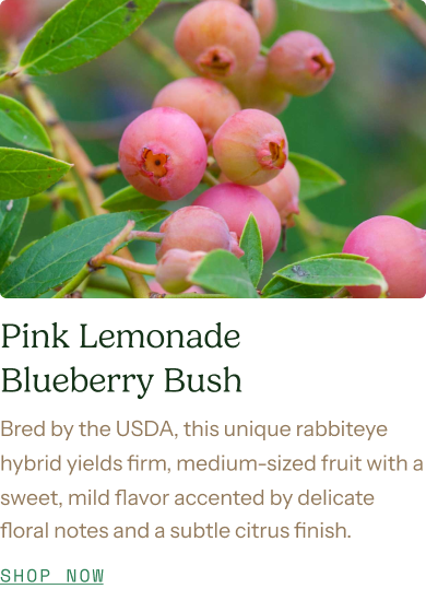 Pink Lemonade Berry Bush