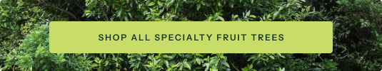 Shop All Specialty Fruit Trees
