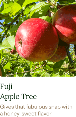 Fuji Apple Tree