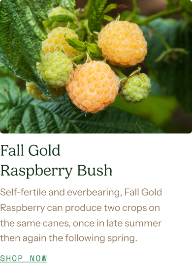 Fall Gold Raspberry Bush