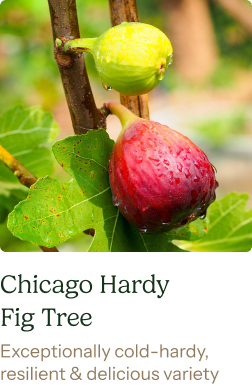 Chicago Hardy Fig Tree