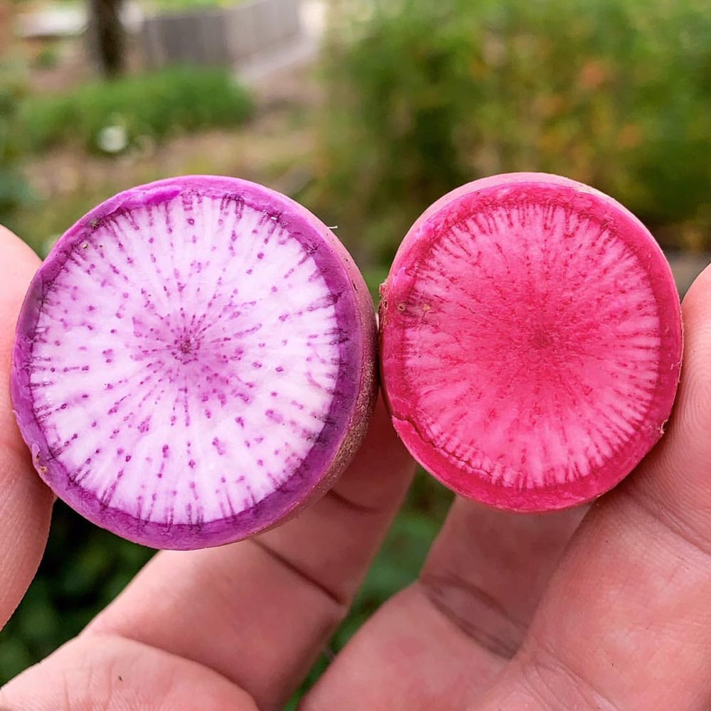 Radish 'Bluemoon' & 'Redmoon'