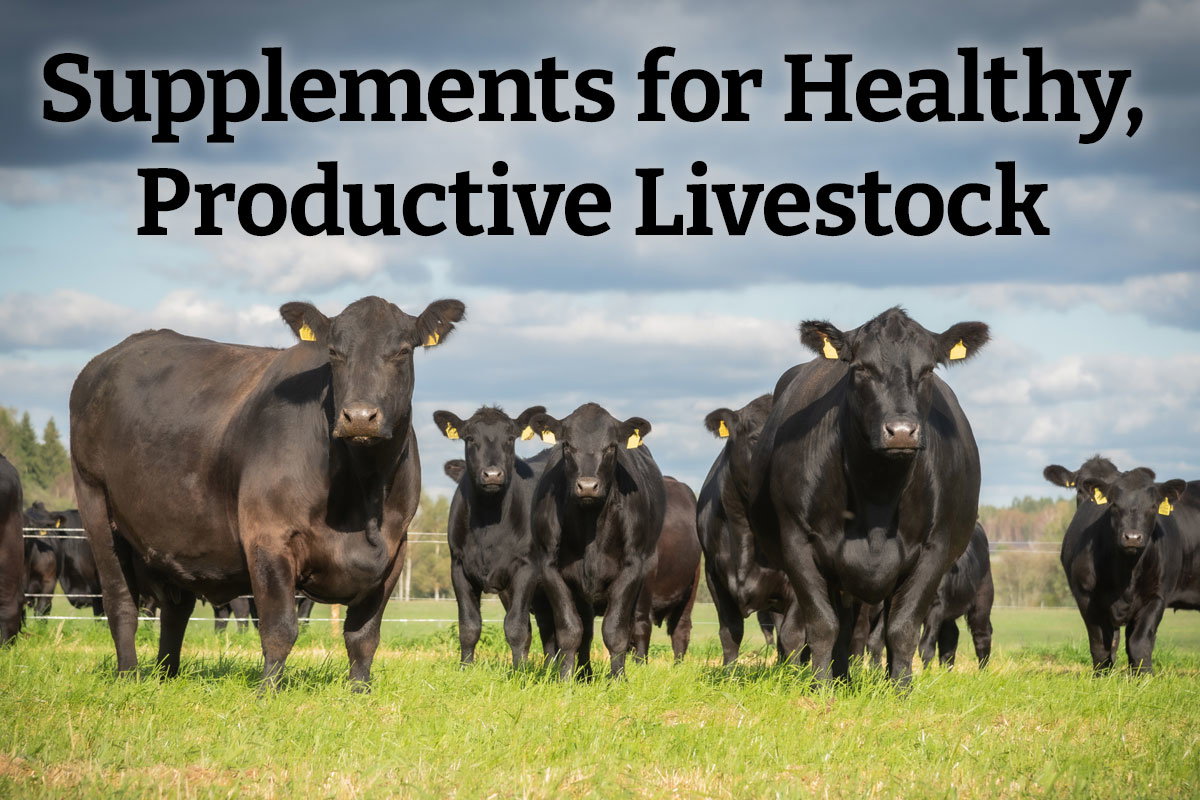 Supplements for Healthy, Productive Livestock