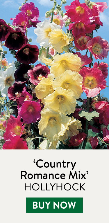 Hollyhock, Country Romance