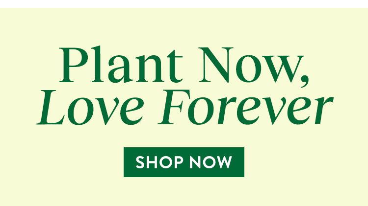 Fall Perennial Plants