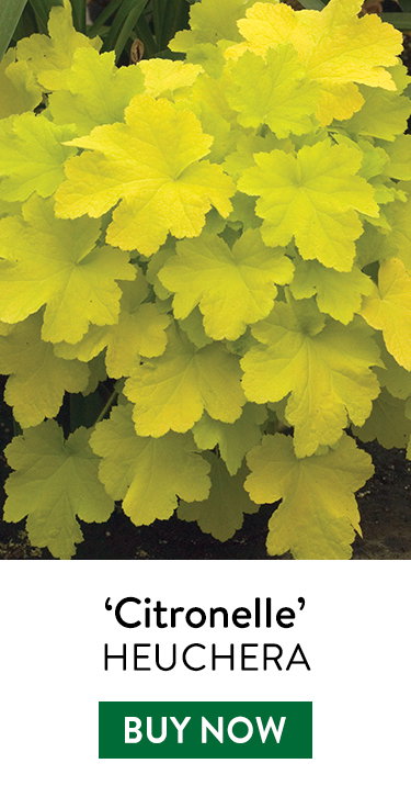 Heuchera, Citronelle