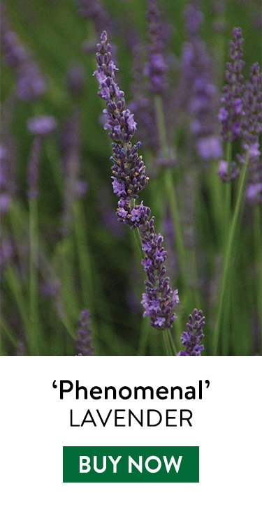 Lavender, Phenomenal