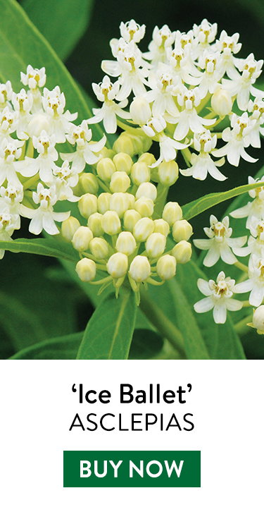Asclepias, Ice Ballet