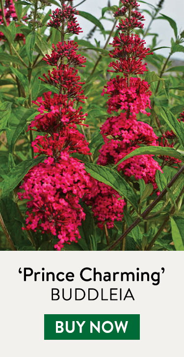 Buddleia, Prince Charming