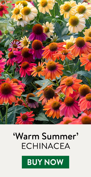 Echinacea, Warm Summer