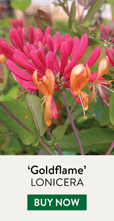 Lonicera, Goldflame