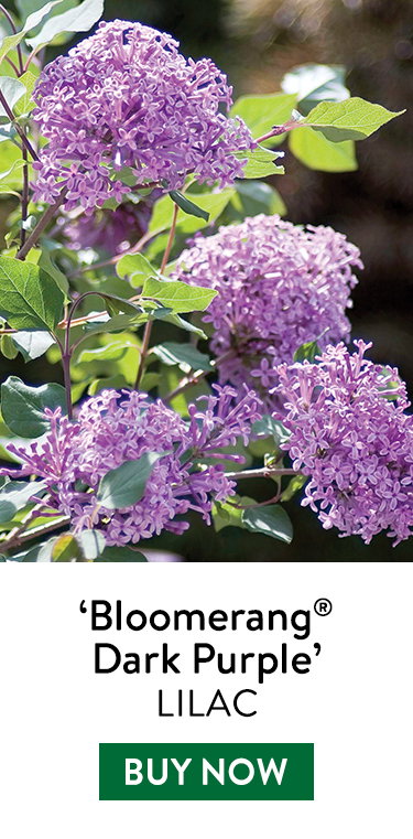 Lilac, Boomerang Dark Purple