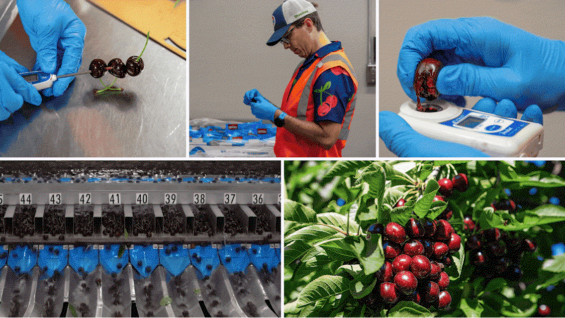 Workers inspect freshly harvested cherries using tools and scales alongside close views of sorted and growing fruit