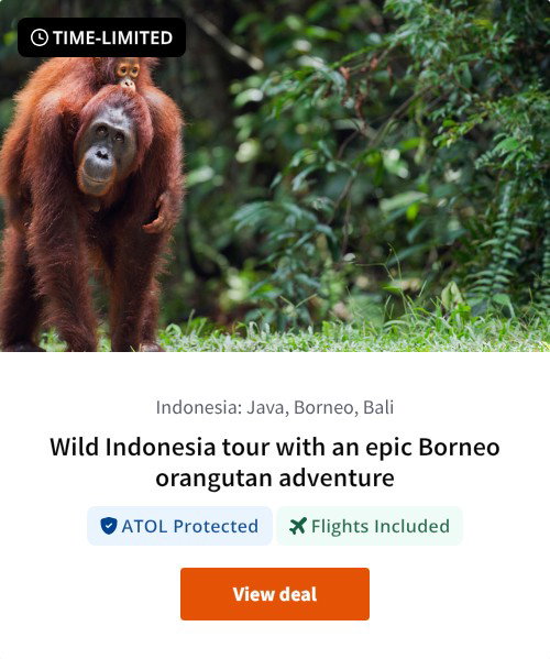 Wild Indonesia tour with an epic Borneo orangutan adventure