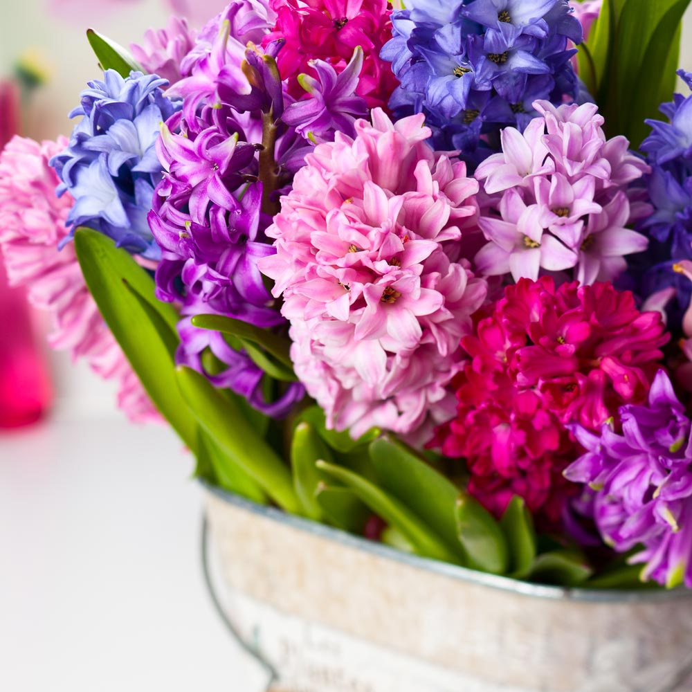 Hyacinth 'Berries & Cream' Mixture