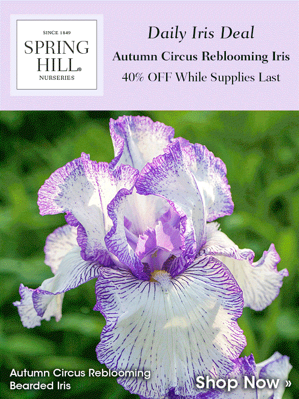 Daily Iris Deal: Lest We Forget at 40% OFF
