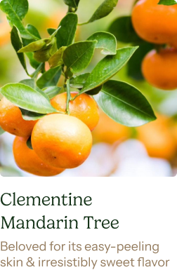 Clementine Mandarin Tree