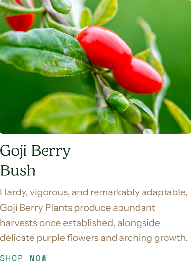 Goji Berry Bush
