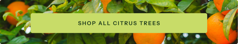 Shop all Citrus Trees