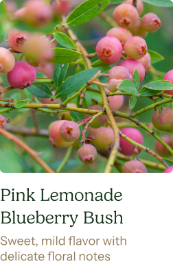 Pink Lemonade Blueberry Bush