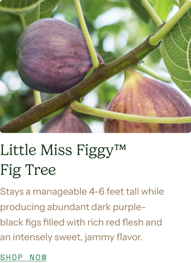 Little Miss Figgy