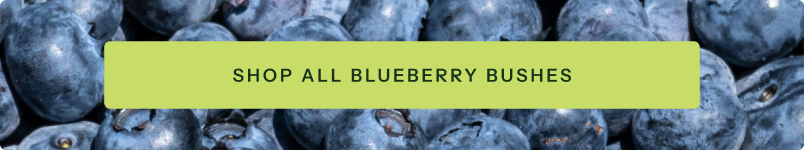 Blueberry Bushes