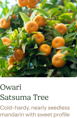 Owari Satsuma Tree