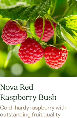 Nova Red Raspberry Bush