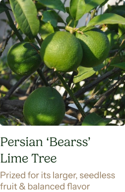 Persian Bearss Lime Tree