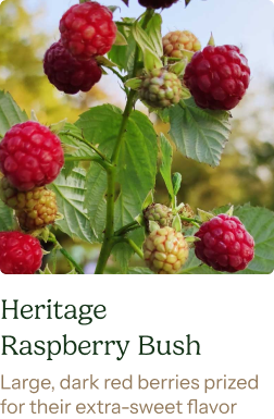 Heritage Raspberry Bush