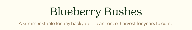 Blueberry Bushes