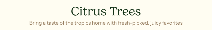 Citrus Trees