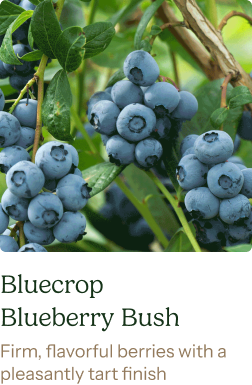 Bluecrop Blueberry Bush